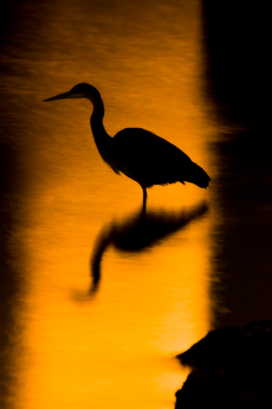 Silhouette Of Great Blue Heron